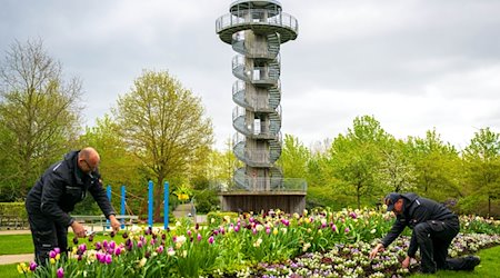 Gärtner bereiten den Saisonstart im Park der Gärten vor. / Foto: Sina Schuldt/dpa