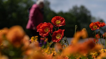 Mohnblumen blühen bei der letztjährigen Landesgartenschau in Bad Gandersheim. / Foto: Swen Pförtner/dpa/Archivbild