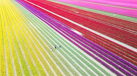 Auf vier Feldern mit insgesamt 40 Hektar Fläche blühen derzeit rund 40 Millionen Tulpen in kräftigen Farben. / Foto: Julian Stratenschulte/dpa