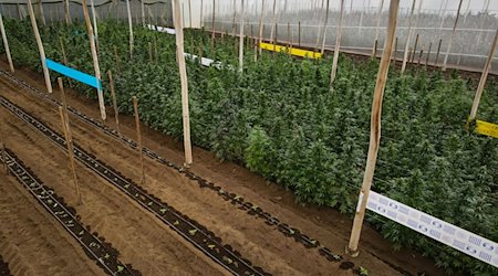 Junge und ältere Cannabispflanzen wachsen in einem Gewächshaus, in der Cannabis für medizinische Zwecke angebaut wird. / Foto: David Diaz ARcos/dpa