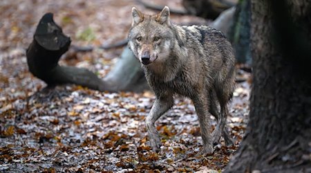 Ein Europäischer Wolf in einem Gehege vom Wolfcenter Dörverden. / Foto: Sina Schuldt/dpa/Symbolbild