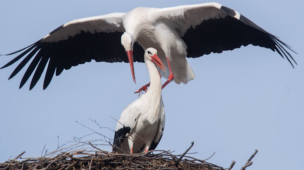 Storch «Fridolin» (oben) paart sich mit seiner Partnerin «Mai». / Foto: Julian Stratenschulte/dpa