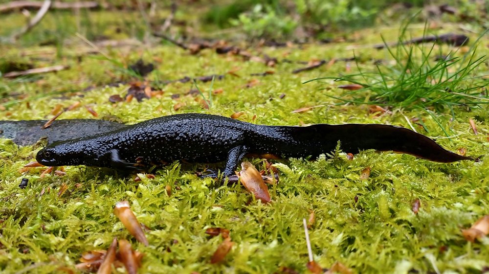 Im Nationalpark Harz sind erstmals Exemplare des streng geschützten Nördlichen Kammmolchs gefunden worden. / Foto: Martin Baumgartner/Nationalpark Harz/dpa