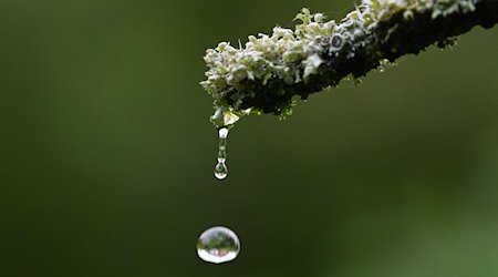Ein Regentropfen fällt von einer Pflanze. / Foto: Bernd Weißbrod/dpa/Symbolbild