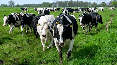 Die Kühe auf dem Weidemilchbetrieb Collmann werden auf die Weide gelassen. / Foto: Sina Schuldt/dpa