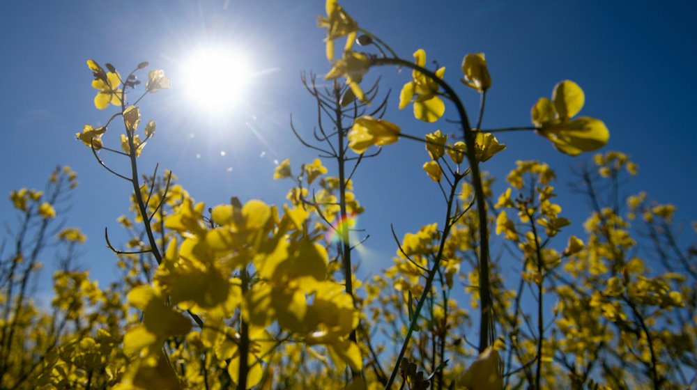 Die Sonne scheint hinter blühendem Raps vom blauen Himmel. / Foto: Stefan Puchner/dpa