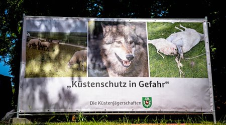 «Küstenschutz in Gefahr» steht auf einem Plakat, das einen Wolf und ein gerissenes Schaf zeigt. / Foto: Sina Schuldt/dpa