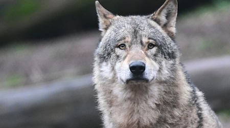 Ein Wolf wartet in seinem Gehege auf Futter. / Foto: Bernd Weißbrod/dpa
