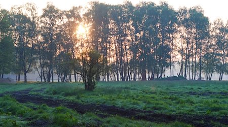 Die Sonne geht am Morgen nahe der Ortschaft Elm hinter Bäumen auf. / Foto: Bodo Marks/dpa