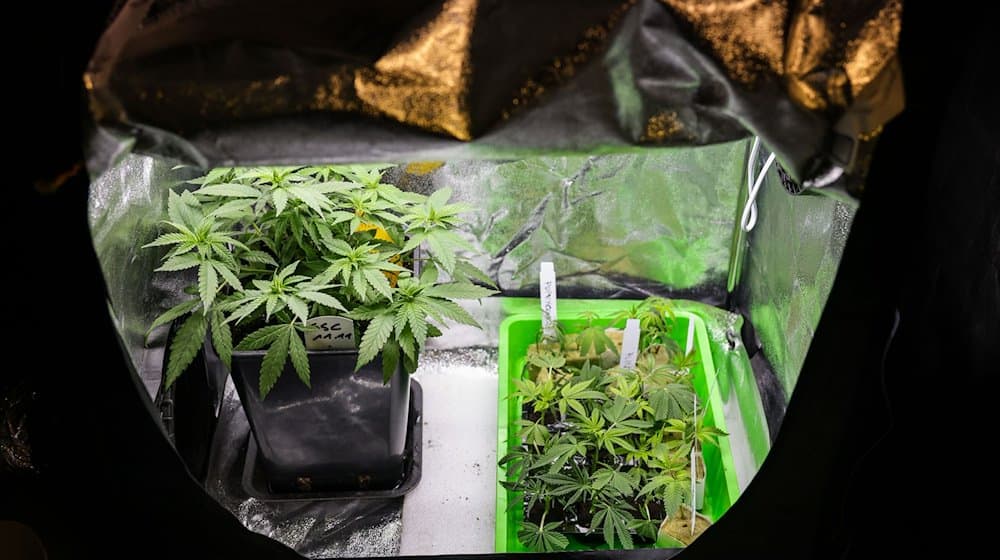 Cannabispflanzen verschiedener Sorten stehen in einem Aufzuchtszelt. / Foto: Christian Charisius/dpa/Symbolbild
