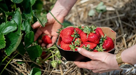 Eine Frau hält auf einem Feld eine Schale Erdbeeren in den Händen. / Foto: Hauke-Christian Dittrich/dpa/Symbolbild