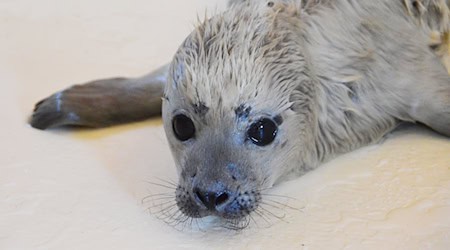 Bosse ist als erster Heuler der diesjährigen Geburtensaison in der Seehundstation aufgenommen worden. / Foto: -/Seehundstation Friedrichskoog/dpa/Archivbild