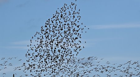 Bedrohte Wiesenvögel in Ostfriesland - EU-Projekt zum Weltzugvogeltag macht auf Situation aufmerksam