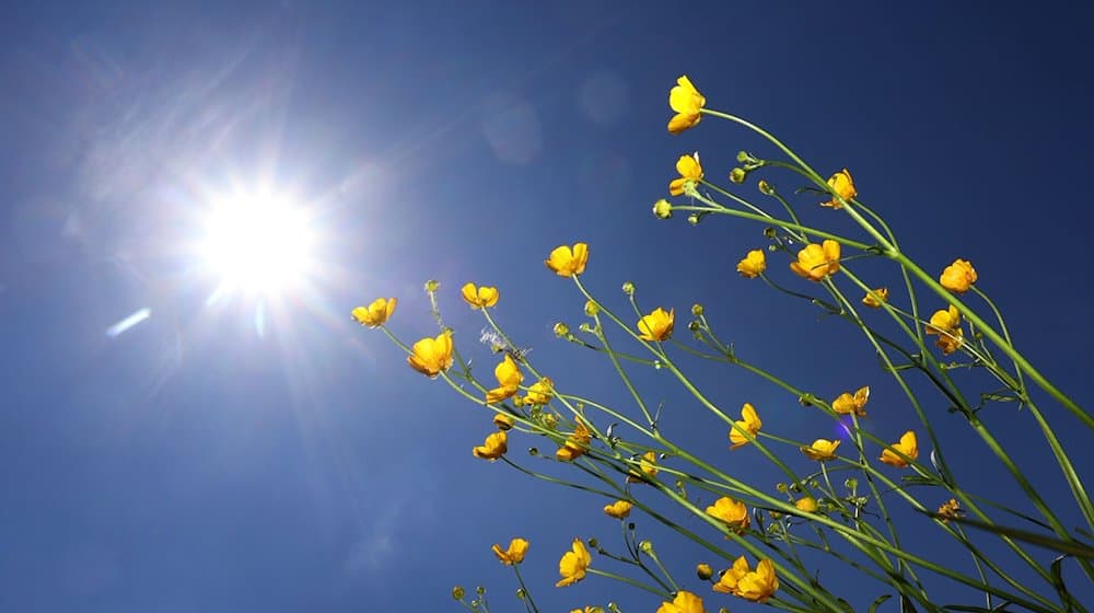 Butterblumen im Sonnenschein. / Foto: Karl-Josef Hildenbrand/dpa/Symbolbild