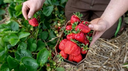 Ein Landwirt hält auf einem Feld eine Schale Erdbeeren in den Händen. / Foto: Hauke-Christian Dittrich/dpa