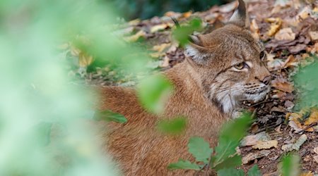 Ein Eurasicher Luchs (Lynx lynx) sitzt im Tiergarten Nürnberg in seinem Gehege. / Foto: Daniel Karmann/dpa