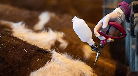 Eine Veterinärin impft beim Auftakt einer Impfaktion bei Rindern gegen die Blauzungenkrankheit ein Jungtier. / Foto: Fabian Sommer/dpa/Archivbild