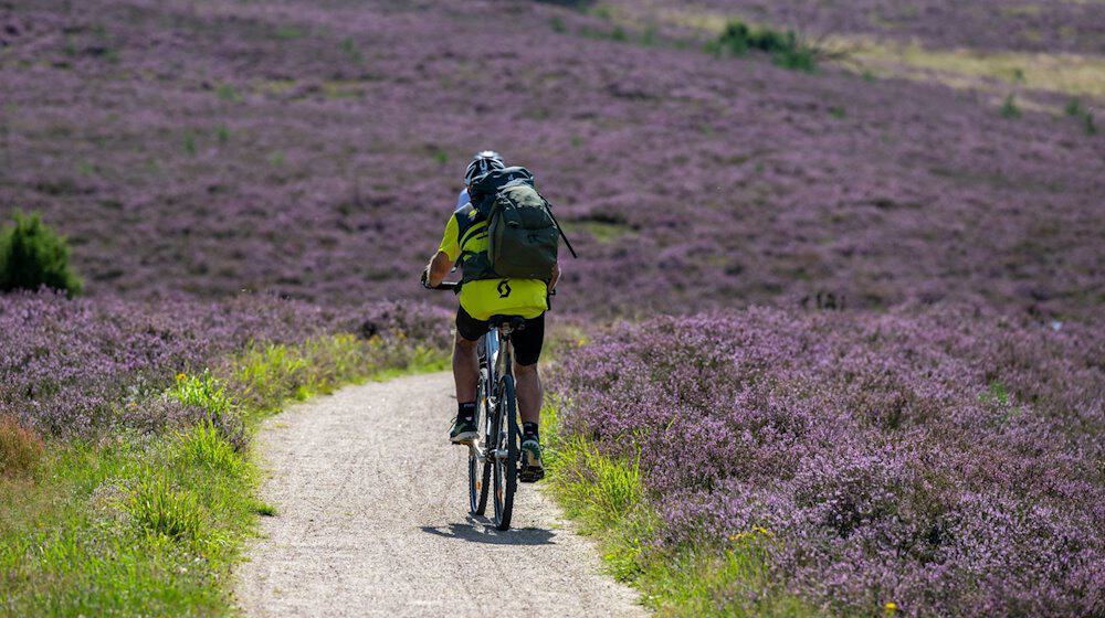 Ein Besucher fährt bei sommerlichem Wetter mit seinem Fahrrad durch den Naturschutzpark Lüneburger Heide. / Foto: Philipp Schulze/dpa