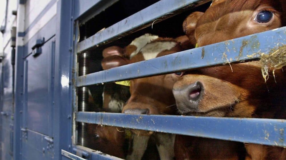 Rund 150 Menschen demonstrieren gegen Tiertransporte