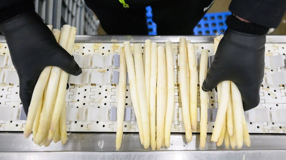 Spargel wird im Spargelhof Heuer in der Region Hannover sortiert. / Foto: Julian Stratenschulte/dpa