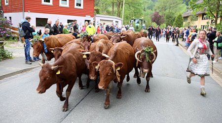 Eine Herde von 18 Kühen und zwei Kälbern des Harzer Roten Höhenviehs geht beim traditionellen Viehaustrieb durch den Ort. / Foto: Stefan Rampfel/dpa