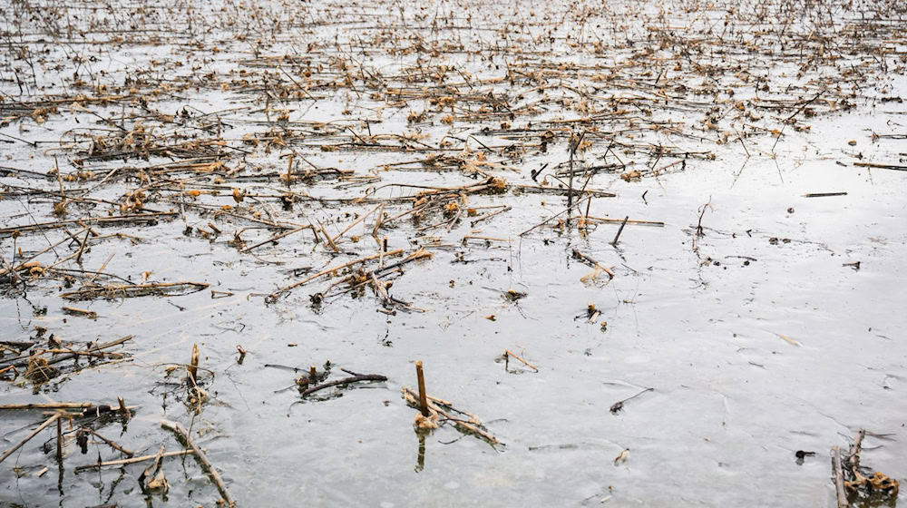 Gefrorenes Grundwasser und Hochwasserreste stehen auf einem ehemaligen Sonnenblumenfeld in der Leinemasch südlich von Hannover. / Foto: Julian Stratenschulte/dpa