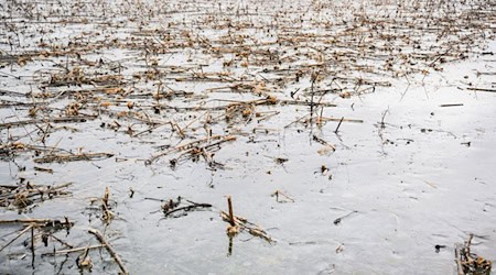 Gefrorenes Grundwasser und Hochwasserreste stehen auf einem ehemaligen Sonnenblumenfeld in der Leinemasch südlich von Hannover. / Foto: Julian Stratenschulte/dpa