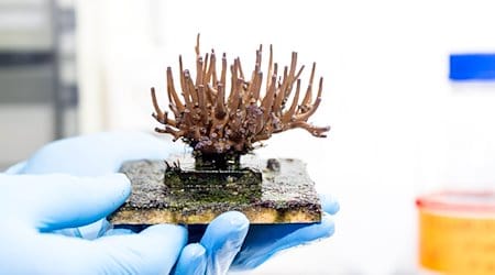 Eine Steinkorallen des Start-ups SciReef der Wissenschaftler Mareen Möller und Samuel Nietzer. Das Ziel der Wissenschaftler ist es, Steinkorallen auf natürliche Weise geschlechtlich zu vermehren und in den Handel zu bringen. / Foto: Sina Schuldt/dpa