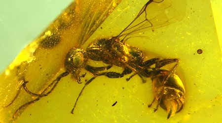 Insektenforscher haben eine bislang unbekannte Wespenart in einem 100 Millionen Jahre altem Bernstein entdeckt. / Foto: Brazidec et al. 2024 Insects, 15/Übersee-Museum/dpa