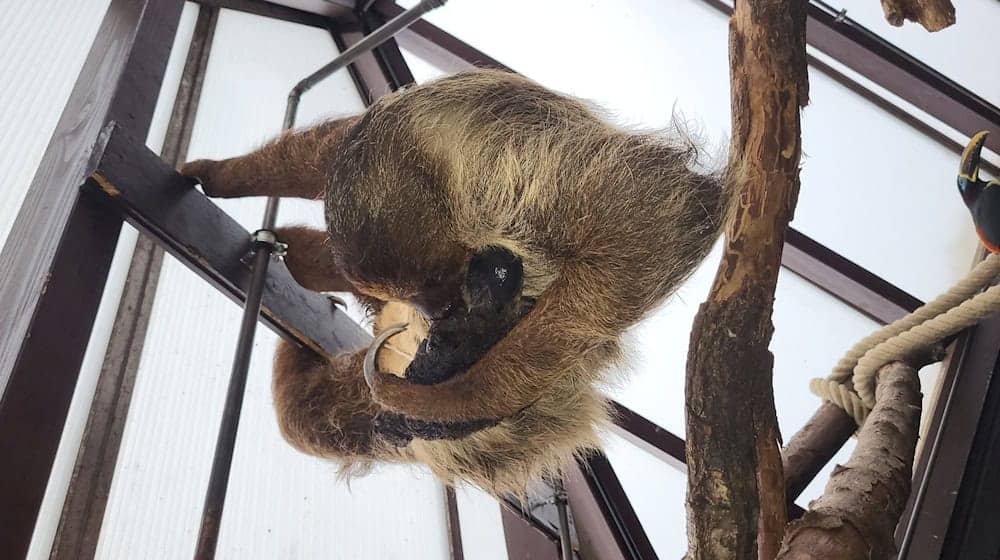 Die Faultier-Mutter Elisa ist mit ihrem Baby, das noch keinen Namen hat, im Weltvogelpark Walsrode zu sehen. / Foto: -/Weltvogelpark Walsrode                                                               Weltvogelpark Walsrode                                                        Weltvogelpark Walsrode                                     /dpa