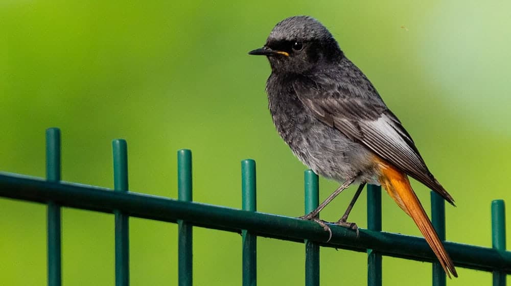 Ein Hausrotschwanz (Phoenicurus ochruros) sitzt auf einem Zaun. / Foto: Georg Moritz/dpa