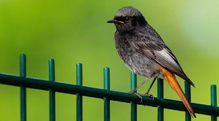 Ein Hausrotschwanz (Phoenicurus ochruros) sitzt auf einem Zaun. / Foto: Georg Moritz/dpa