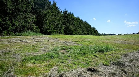 Eine teilweise abgemähte Wiese am Fundeort einer Kinderleiche im Landkreis Stade. / Foto: Sina Schuldt/dpa