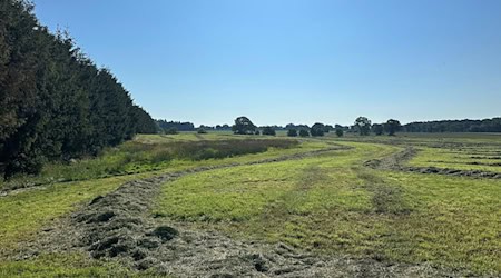 Blick auf eine abgemähte Wiese nahe des Fundeortes einer Kinderleiche im Landkreis Stade. / Foto: Steven Hutchings/TNN/dpa