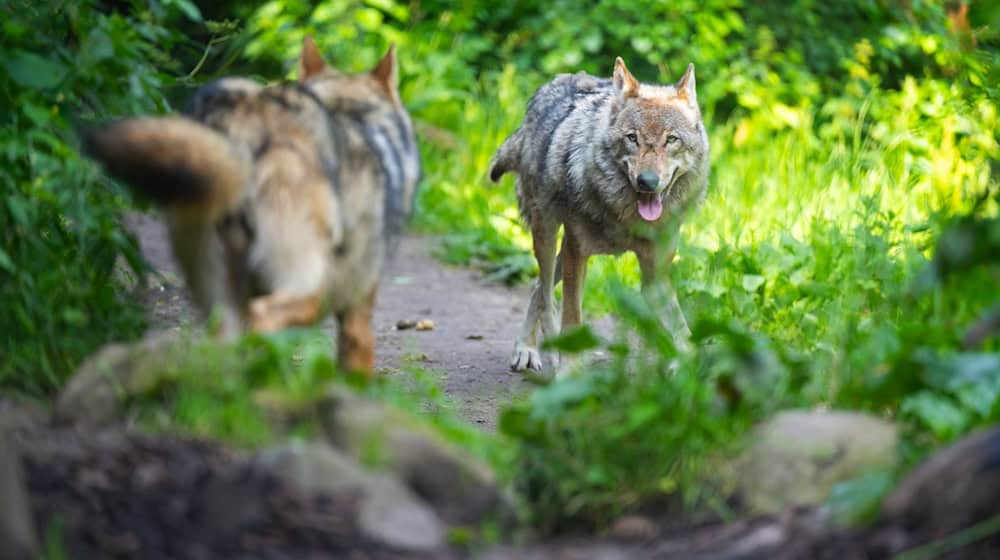 Zwei Wölfe laufen im Wildpark Lüneburger Heide durch ihr Gehege. / Foto: Philipp Schulze/dpa