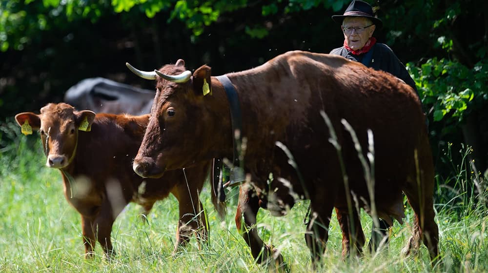 Siegfried Gorld, Hirte, treibt sein Harzer Rotes Höhenvieh beim Viehauftrieb auf eine Weide. / Foto: Swen Pförtner/dpa