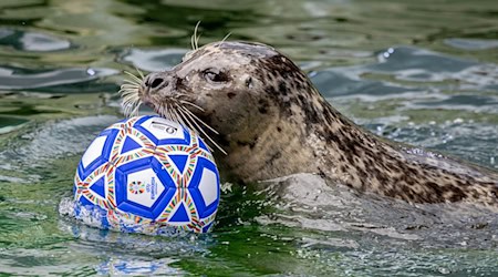 Der Seehund Ole schwimmt während der Tierfütterung mit einem Fußball durch ein Wasserbecken. / Foto: Hauke-Christian Dittrich/dpa