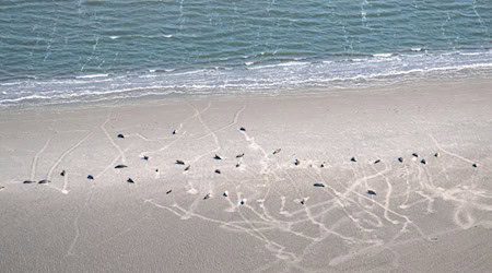 Seehunde und Kegelrobben liegen auf einer Sandbank. / Foto: Sina Schuldt/dpa/Archivbild