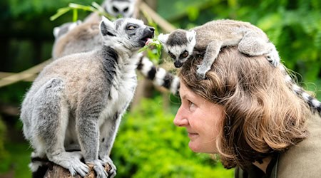 Tierpflegerin Frauke Niehus steht mit Katta-Baby Hicks im Gehege der Primaten. / Foto: Sina Schuldt/dpa