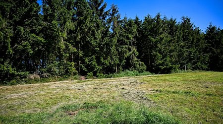 Eine teilweise abgemähte Wiese am Fundeort einer Kinderleiche im Landkreis Stade. / Foto: Sina Schuldt/dpa