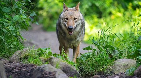 Ein Wolf läuft im Wildpark Lüneburger Heide durch sein Gehege. / Foto: Philipp Schulze/dpa
