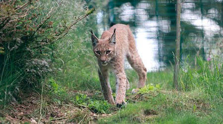 Ein junger Luchs ist im Gehege an den Rabenklippen angekommen. / Foto: Matthias Bein/dpa