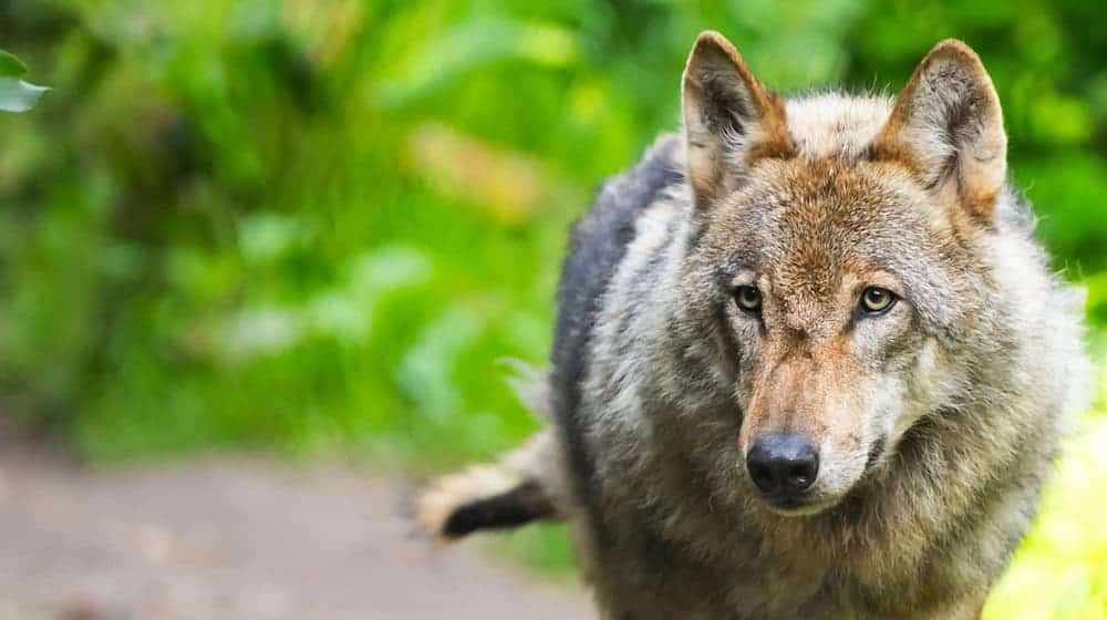 Der Wolf bleibt ein Streitthema zwischen Tierhalten und Naturschützern in Niedersachsen. / Foto: Philipp Schulze/dpa
