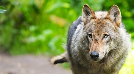 Der Wolf bleibt ein Streitthema zwischen Tierhalten und Naturschützern in Niedersachsen. / Foto: Philipp Schulze/dpa