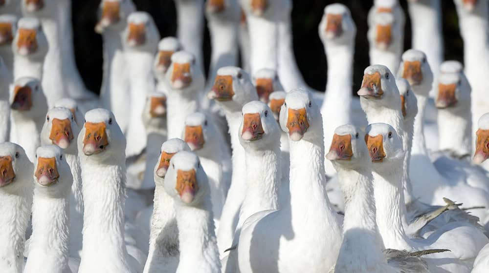 Mit dem EU-Siegel soll sichergestellt werden, dass Dithmarscher Gans ihren Ursprung  auch wirklich in Dithmarschen hat. (Archivbild)  / Foto: Carsten Rehder/dpa