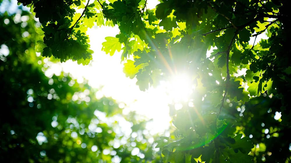 Die Sonne zeigte sich im Juli länger über Bremen als über Niedersachsen. (Archivbild) / Foto: Sina Schuldt/dpa