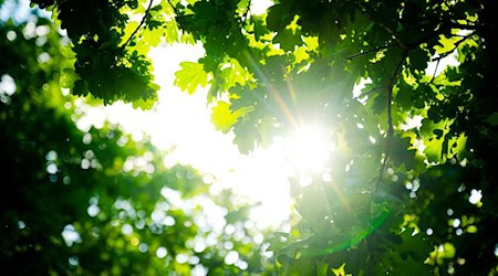 Die Sonne zeigte sich im Juli länger über Bremen als über Niedersachsen. (Archivbild) / Foto: Sina Schuldt/dpa