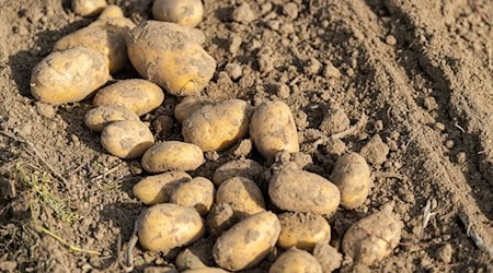 Viel Regen, wenig Sonne - die Landwirte erwarten eine schwierige Kartoffelernte. (Archivfoto) / Foto: Philipp Schulze/dpa