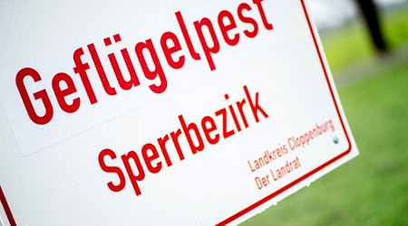 In einem Legehennenbetrieb in der Grafschaft Bentheim ist ein Erreger der hochansteckenden Vogelgrippe festgestellt worden.   / Foto: Hauke-Christian Dittrich/dpa