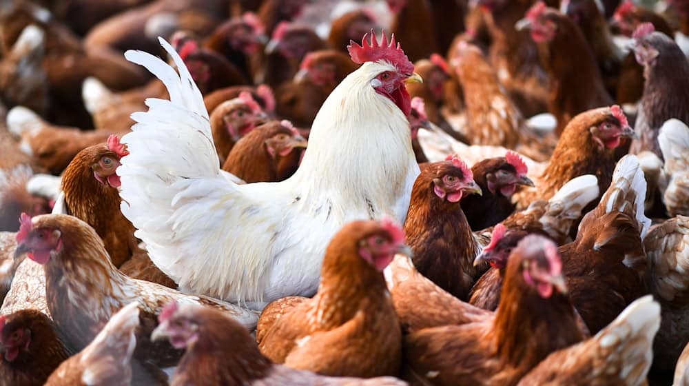 Nach dem Ausbruch der Vogelgrippe im Landkreis Grafschaft Bentheim gibt es bislang keine weiteren Krankheitsfälle. (Symbolbild) / Foto: Felix Kästle/dpa